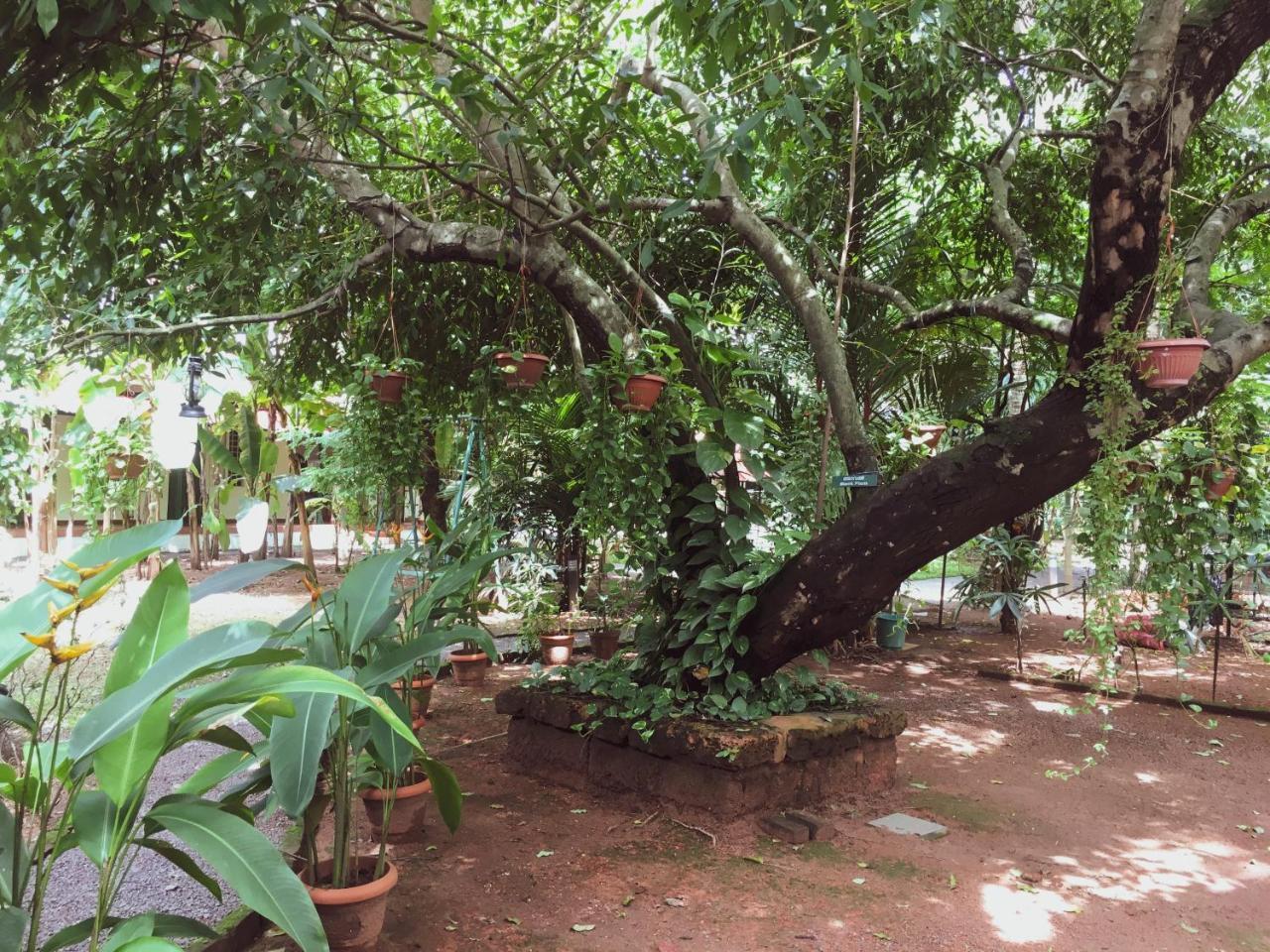 Palm Grove Service Villa Kochi Екстериор снимка