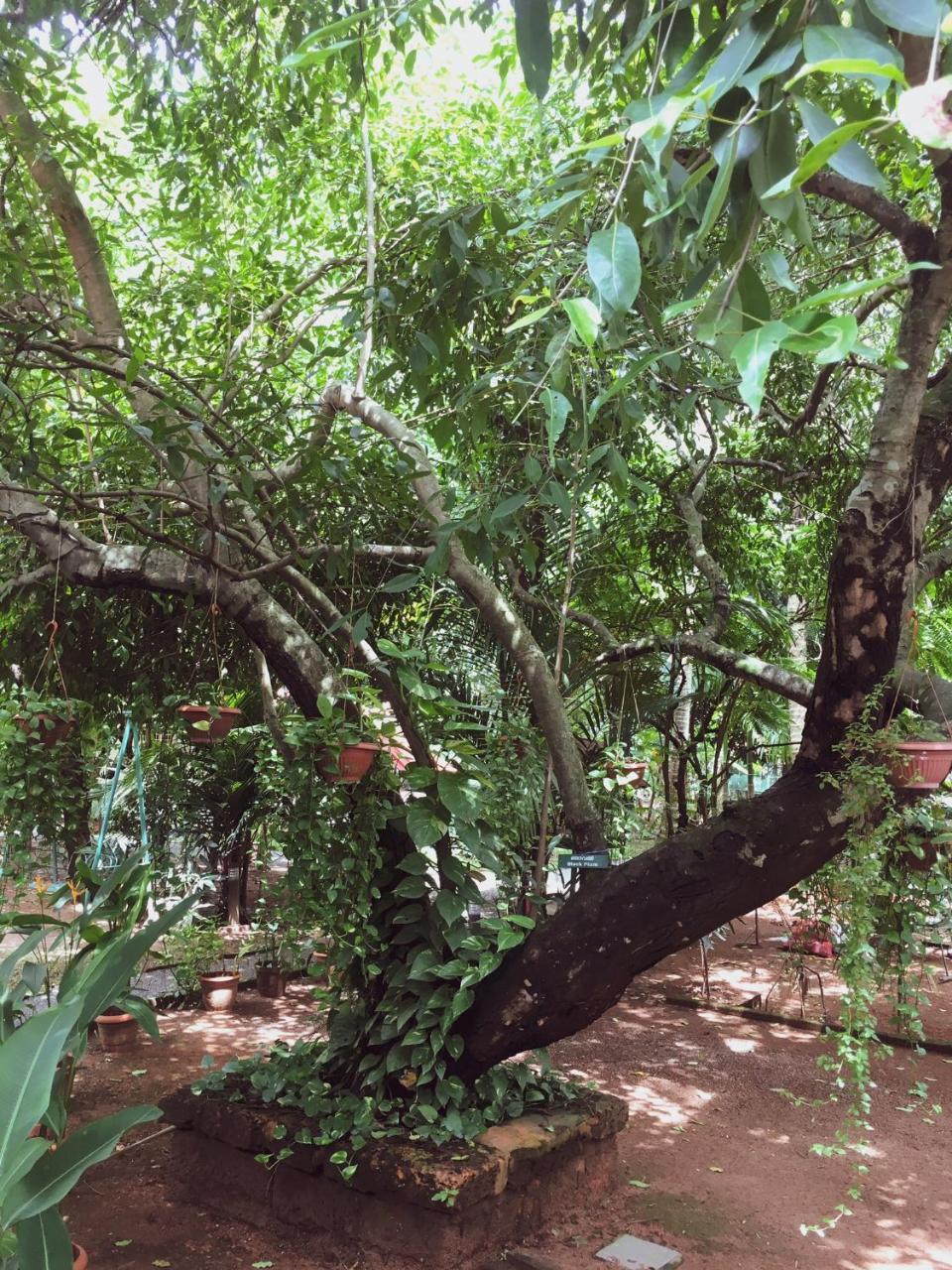 Palm Grove Service Villa Kochi Екстериор снимка